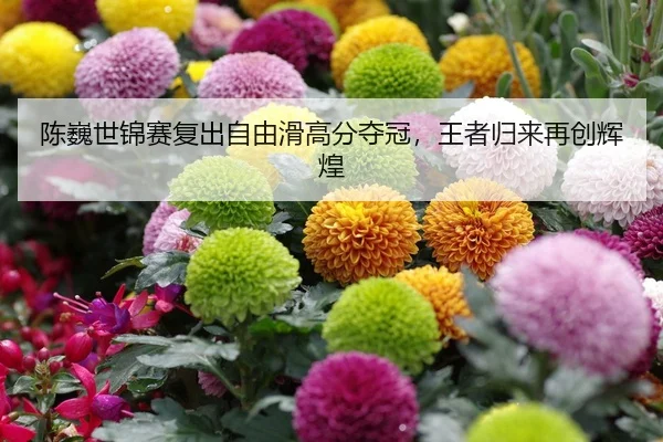 chen-wei-shi-jin-sai-fu-chu-zi-you-hua-gao-fen-duo-guan-wang-zhe-gui-lai-zai-chuang-hui-huang-2-842.jpg