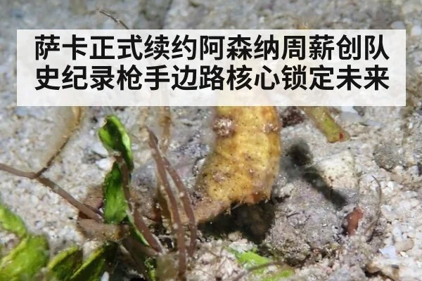 萨卡正式续约阿森纳周薪创队史纪录枪手边路核心锁定未来